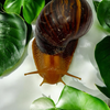 Lissachatina Immaculata Immaculata 10+cm