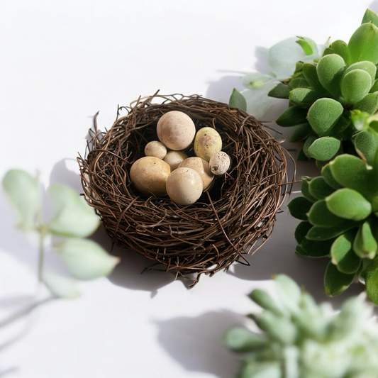 Schneckeneier Nest