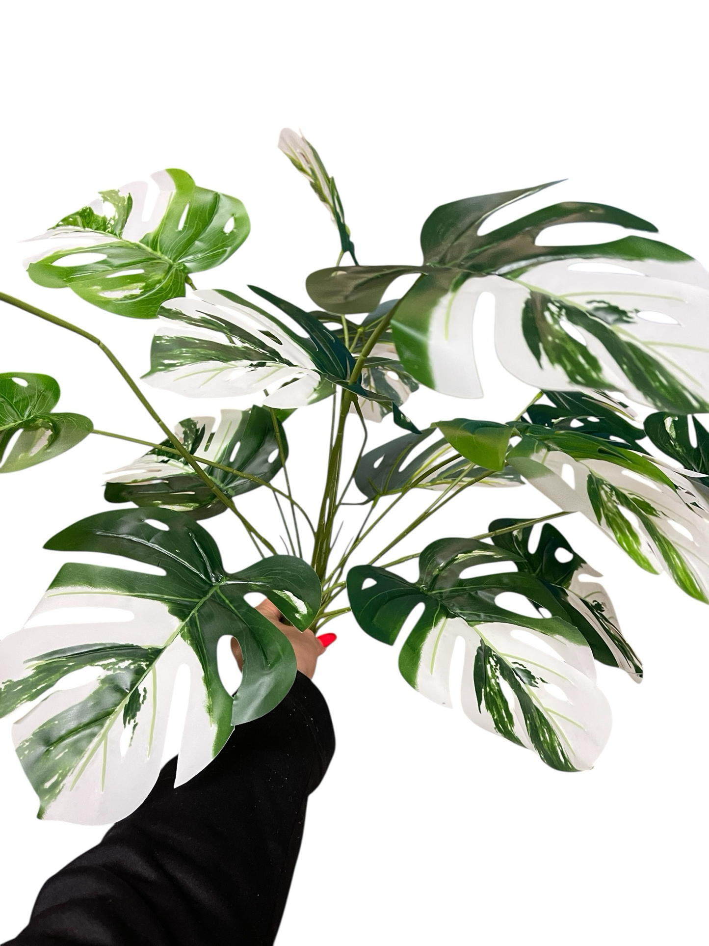 Monstera weiß/grün 70cm