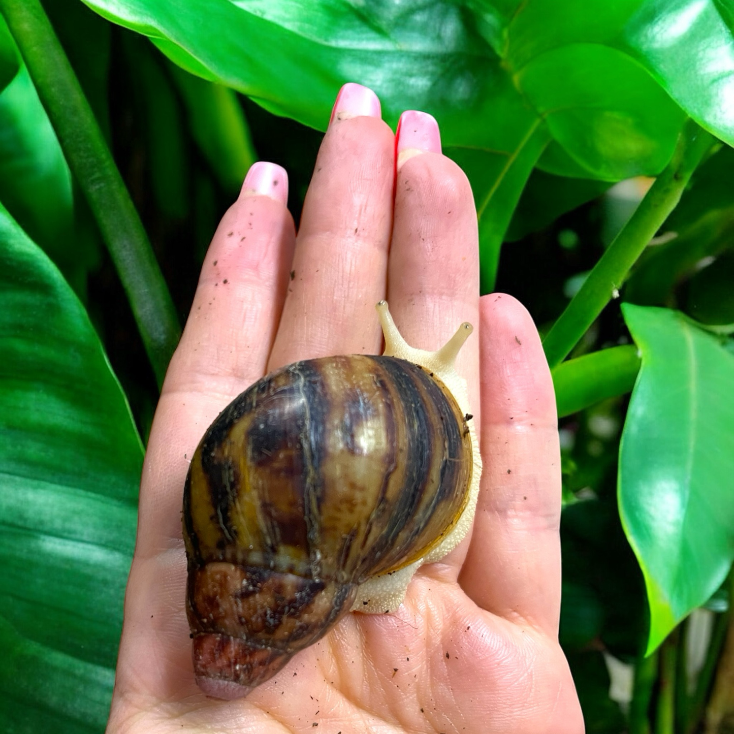 Archachatina marginata egregia leuzistisch 5-6cm Hauslänge