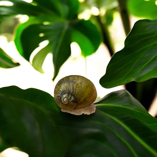 Grunzschnecke