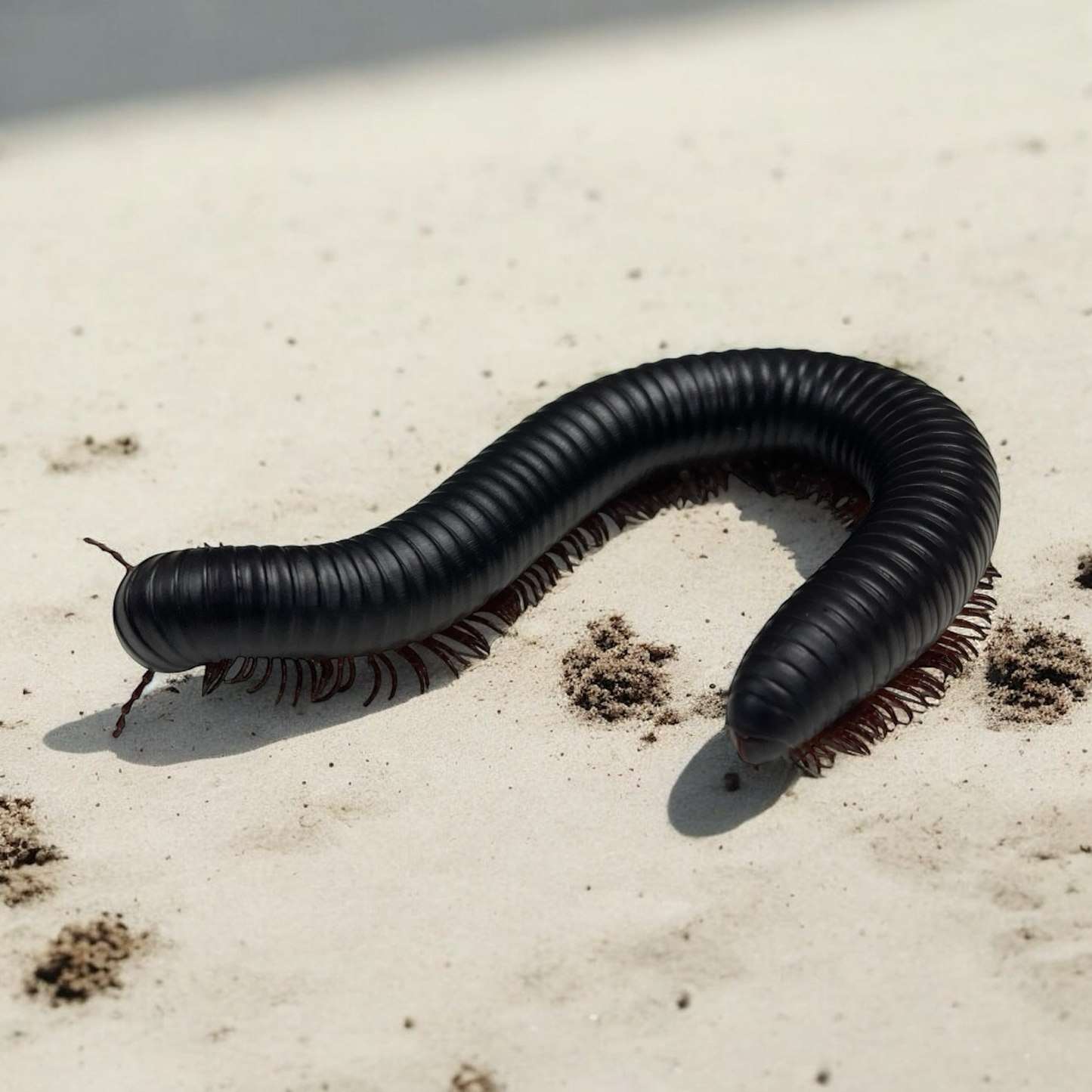 Archispirostreptus gigas “Riesentausendfüßer” Pärchen