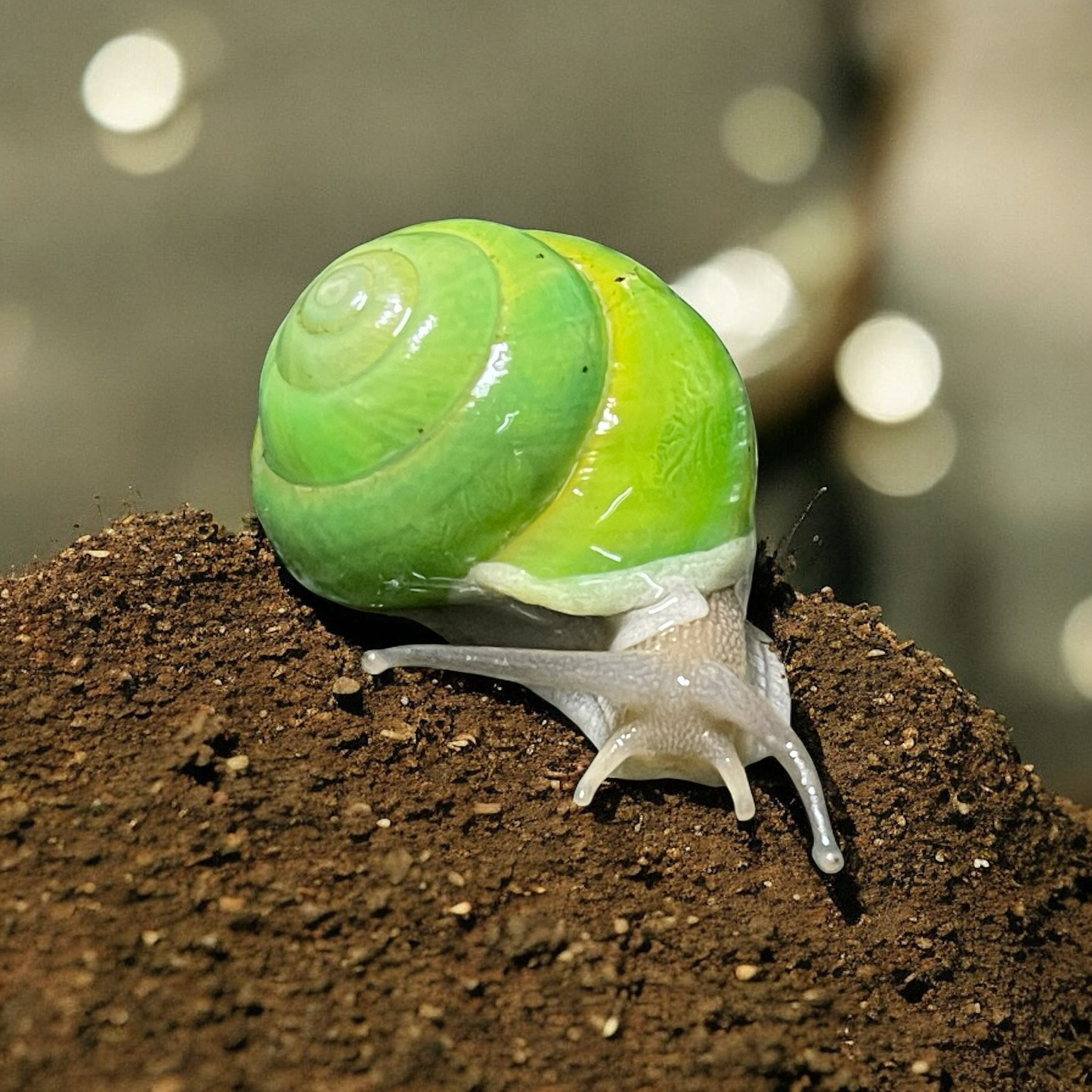 Asperitas bimaensis Indonesia Hauslänge ca. 3cm