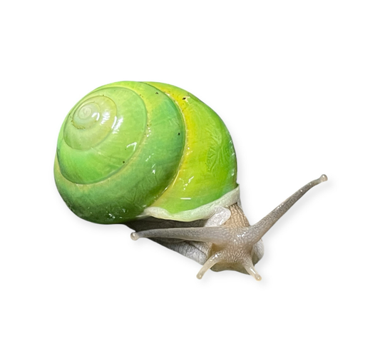 Asperitas bimaensis Indonesia Hauslänge ca. 2cm