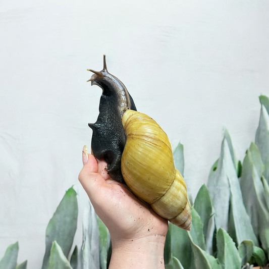 Lissachatina Fulica Rodatzi 13-16cm Hauslänge