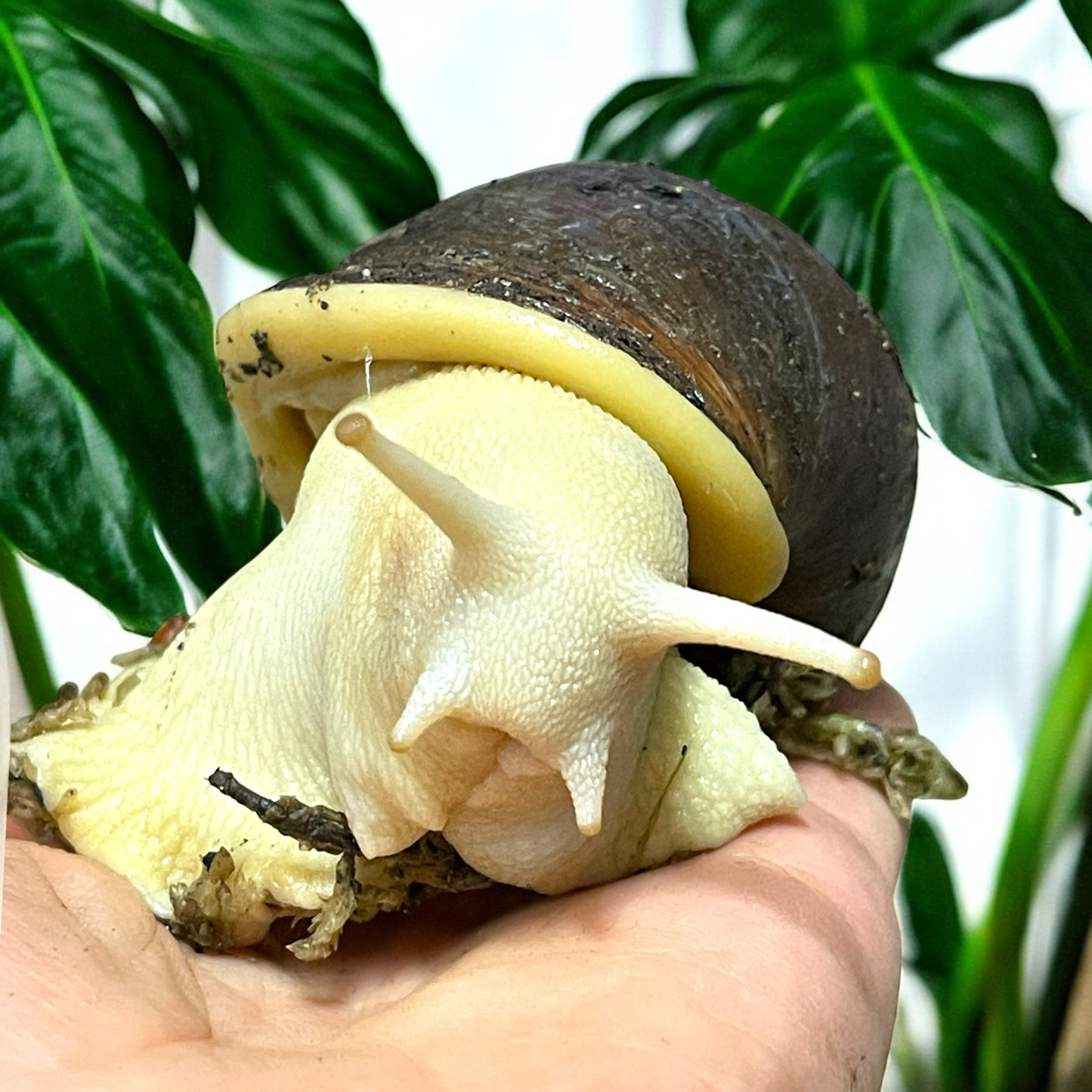 Archachatina rhodostoma Albinobody 6-7cm Hauslänge
