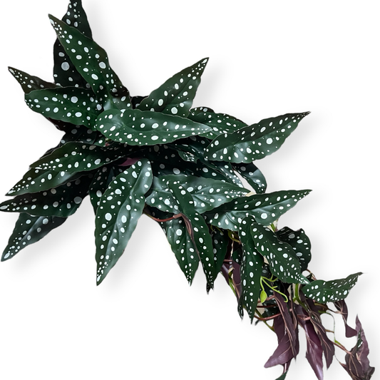 Große Hängepflanze mit Punkten ca. 80cm