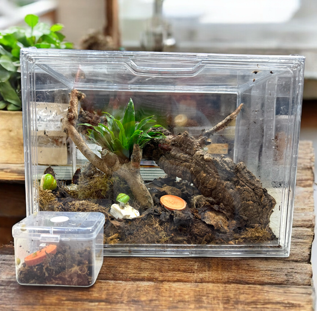 Bimaensis Aufzuchts Kit