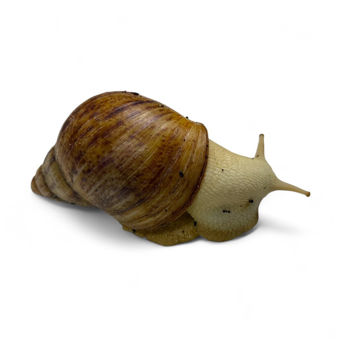 Archachatina marginata ovum Albinokörper 12cm Hauslänge