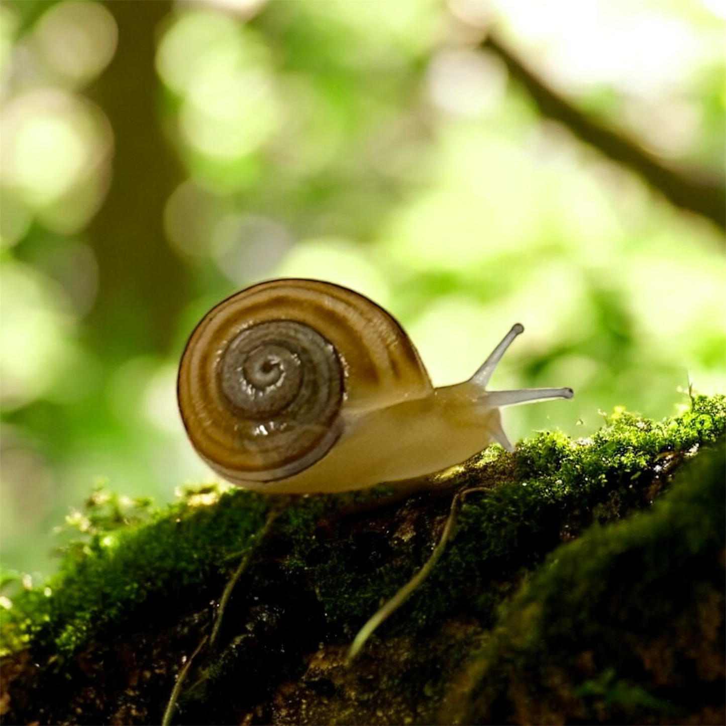 Nudelschnecke (Eobania vermiculata)