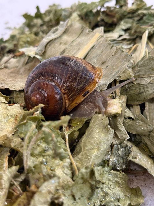 Terrarienlaub Mix für einheimische Schneckenarten