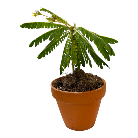 Palme fürs Terrarium/ Biophytum sensitivum/ 9cm Tontopf