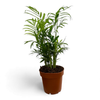 Terrarien Pflanze/ Bergpalme/ Chamaedorea elegans/ 30cm