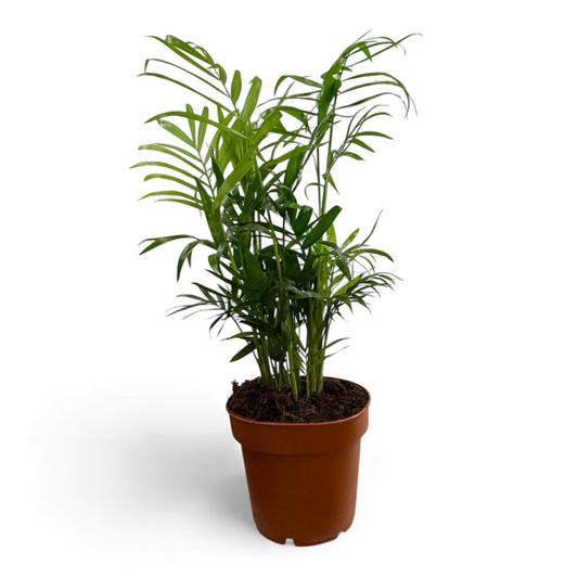 Terrarien Pflanze/ Bergpalme/ Chamaedorea elegans/ 30cm