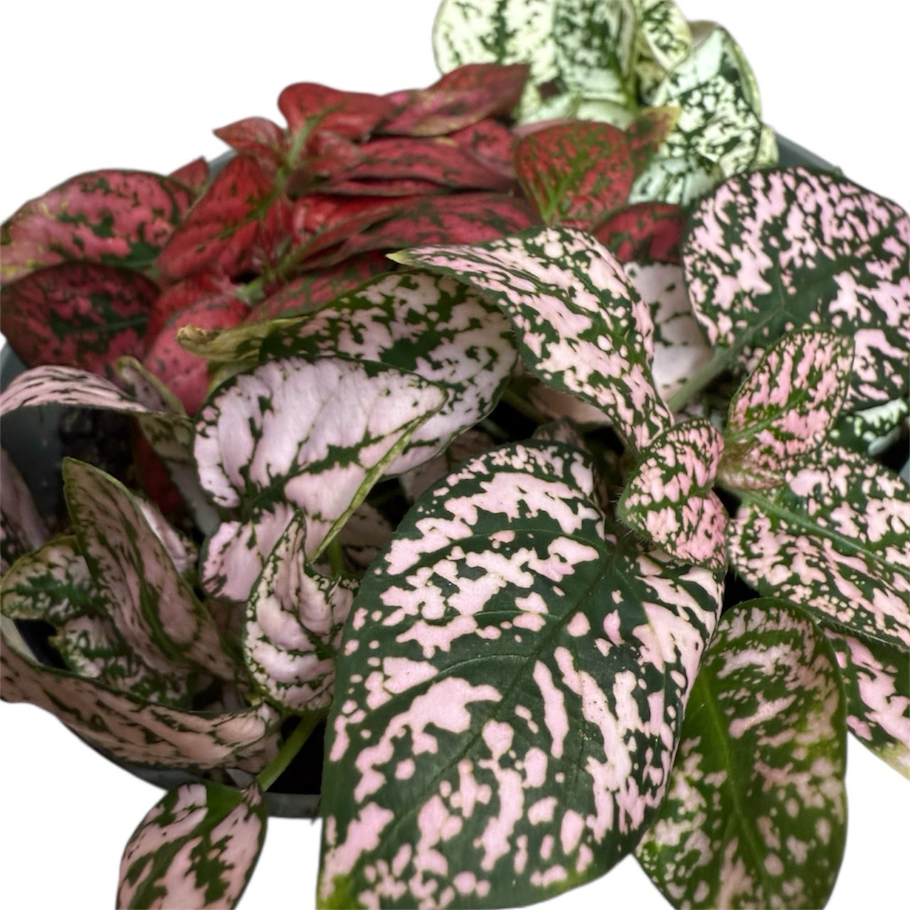 Terrarien Pflanze/ Hypoestes phyllostachya/ 12cm Topf