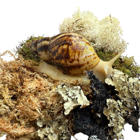 Terrarien Moos Probier Paket / 1 Liter