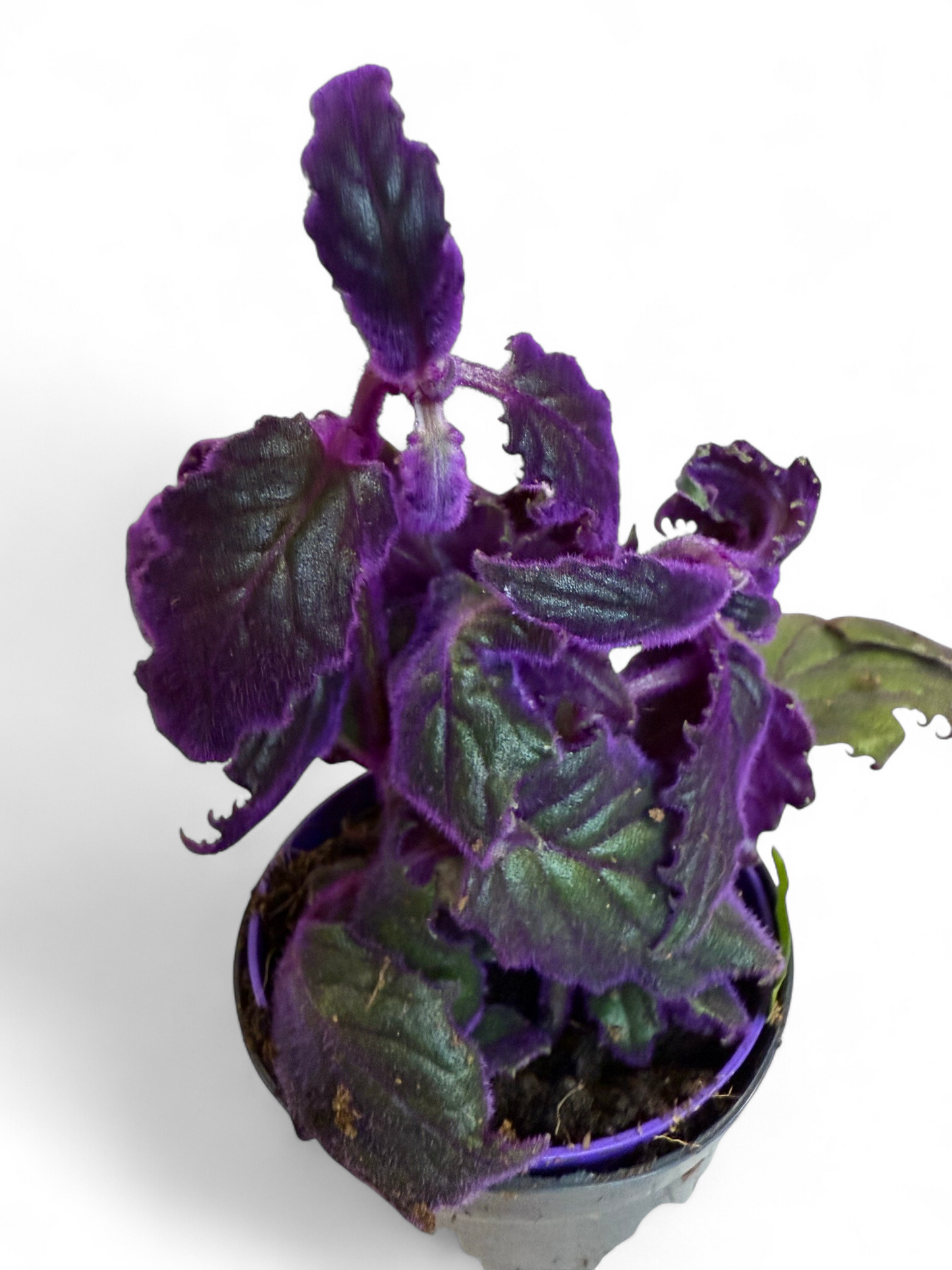 Terrarienpflanze/ Samtnessel/ lilafarbene Pflanze/ 9cm