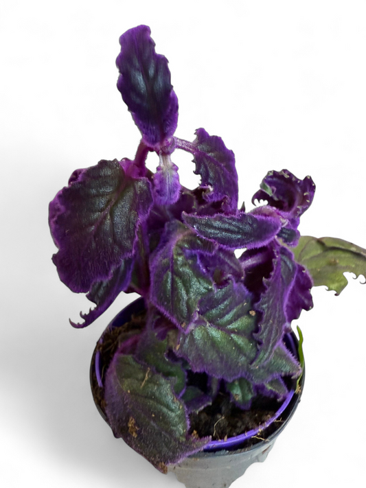 Terrarienpflanze/ Samtnessel/ lilafarbene Pflanze/ 9cm