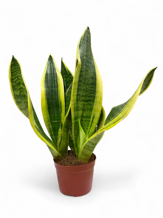 Terrarienpflanze/ Bogenhanf/ 20-25cm Gesamthöhe