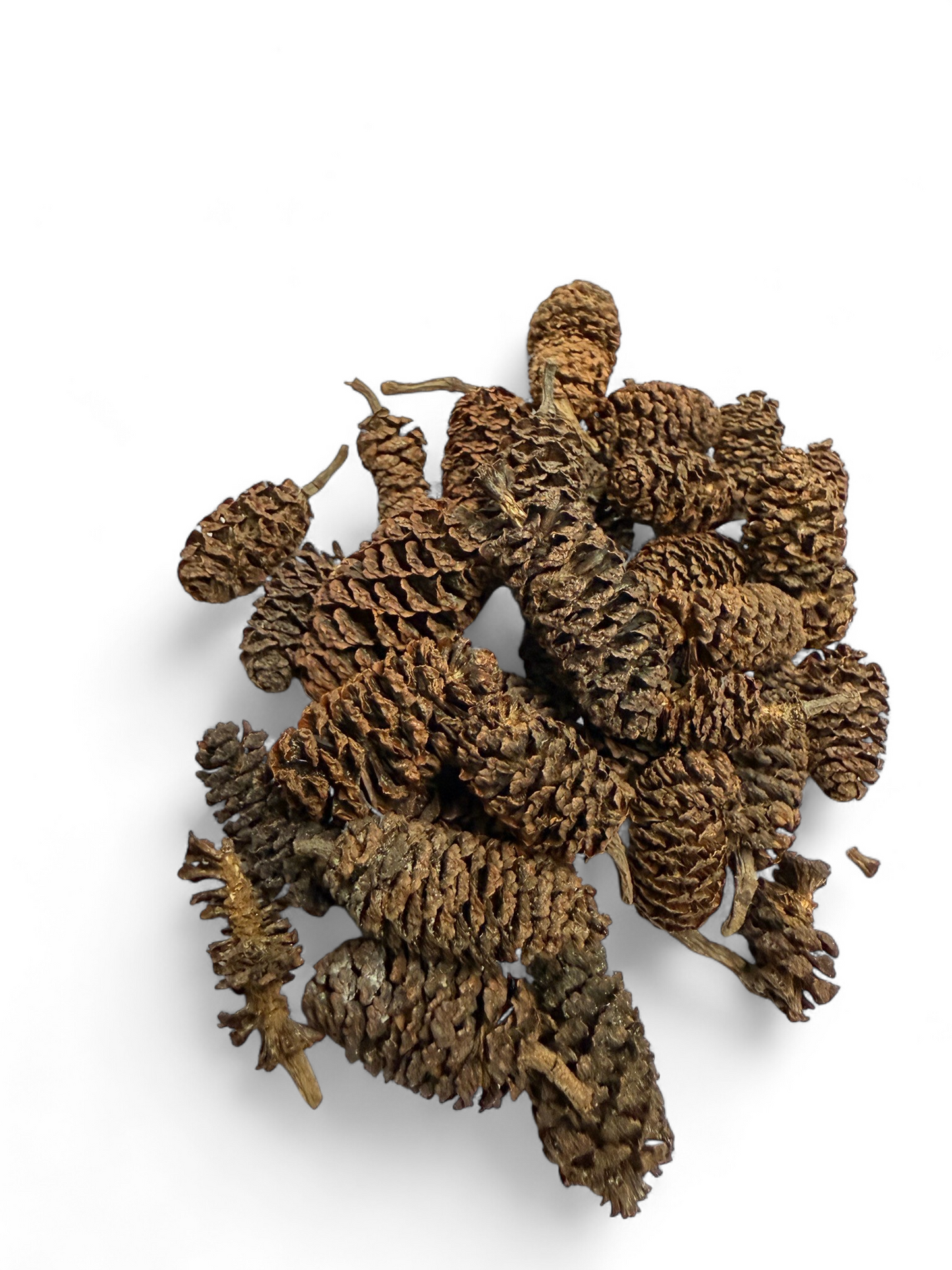 Erlenzapfen 150ml/ Schneckengesundheit