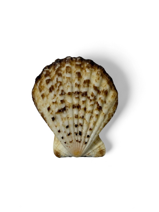 Futterschale Muschel ca. 7cm