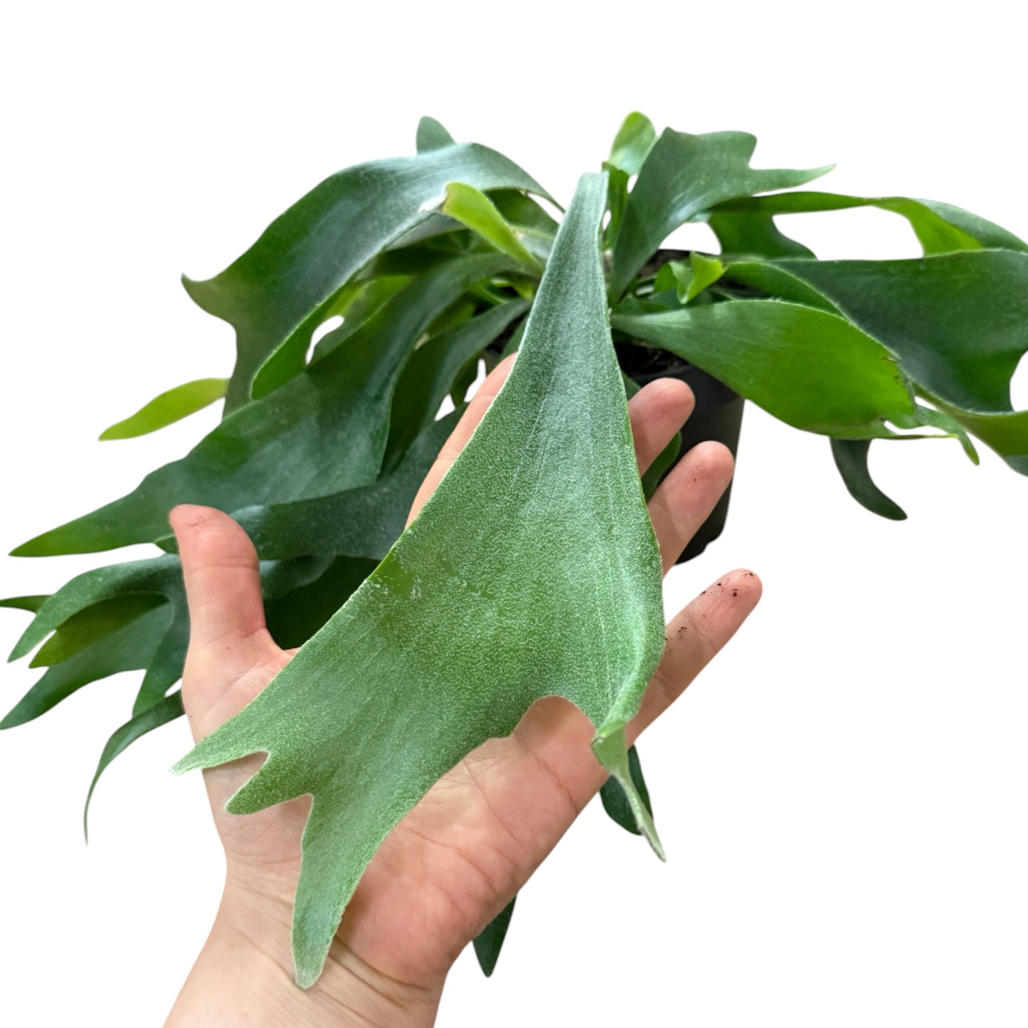 Geweihfarn, Platycerium bifurcatum 20cm