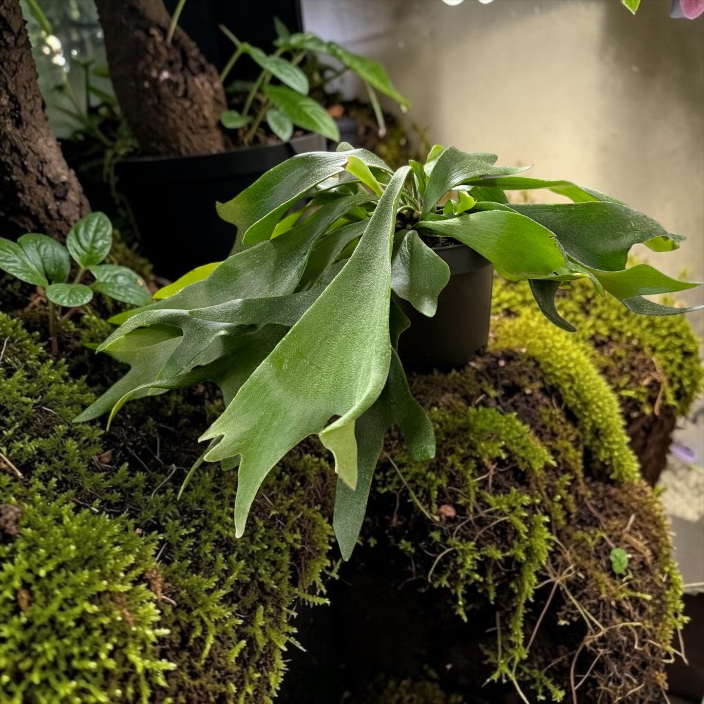 Geweihfarn, Platycerium bifurcatum 20cm