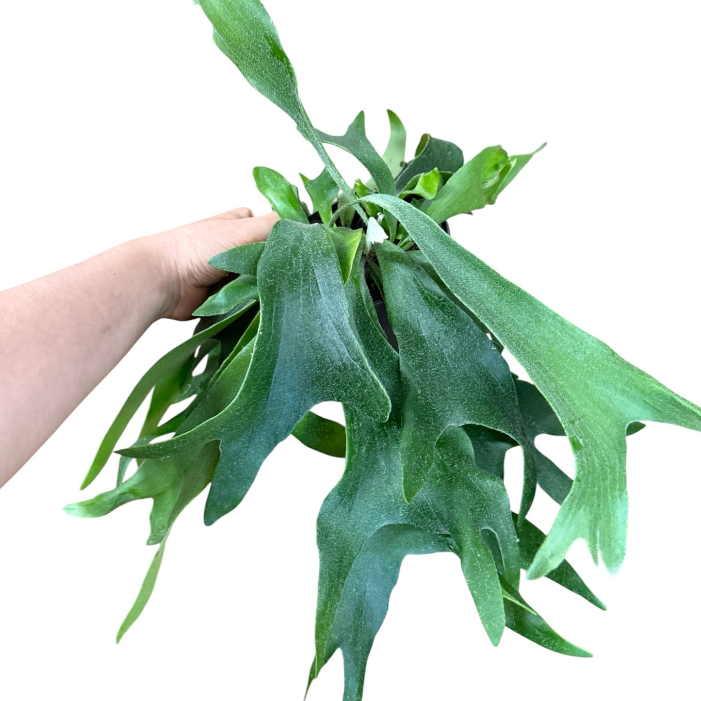 Geweihfarn, Platycerium bifurcatum 20cm