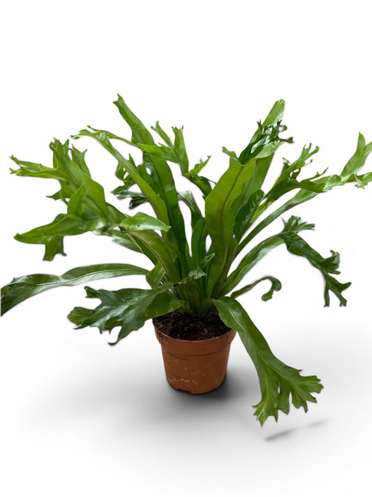Nestfarn, Asplenium antiquum Leslie 30cm