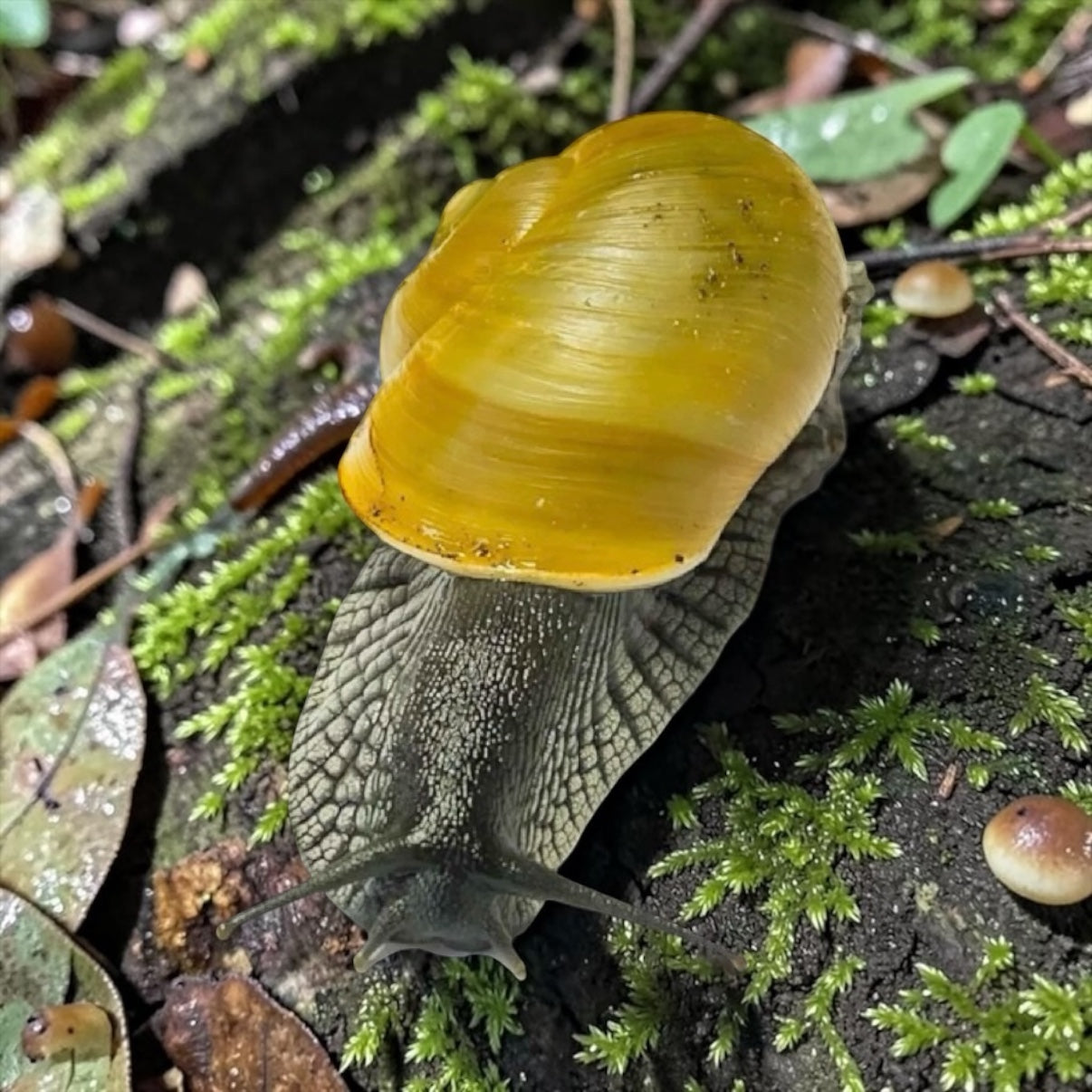 Zachrysia guanensis