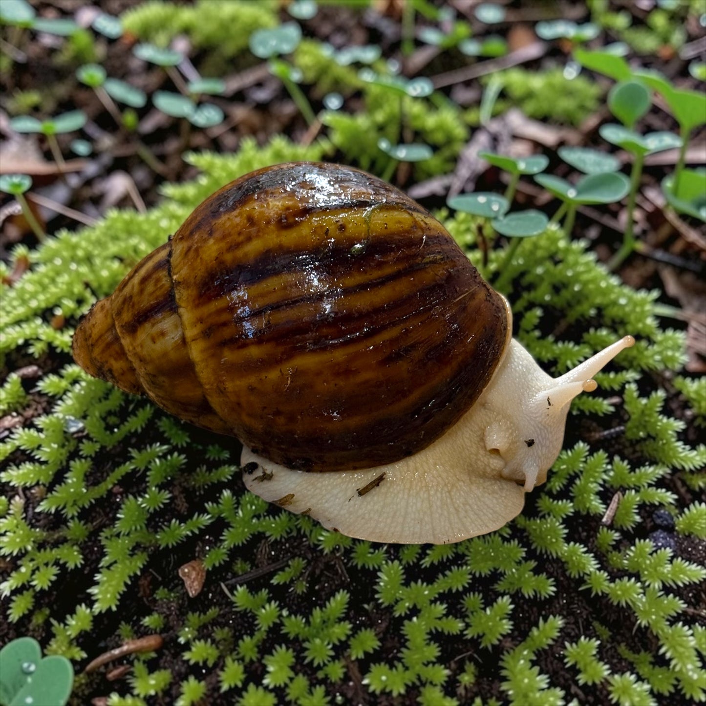 Archachatina marginata ovum Albino Body 6cm - 8cm Hauslänge
