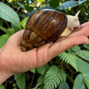 Archachatina marginata ovum Albino Body 6cm - 8cm Hauslänge