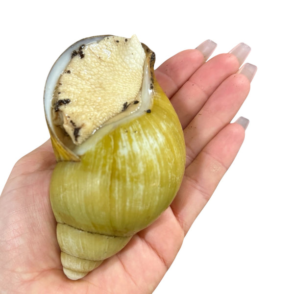 Archachatina marginata ovum Vollalbino 10-12cm Hauslänge