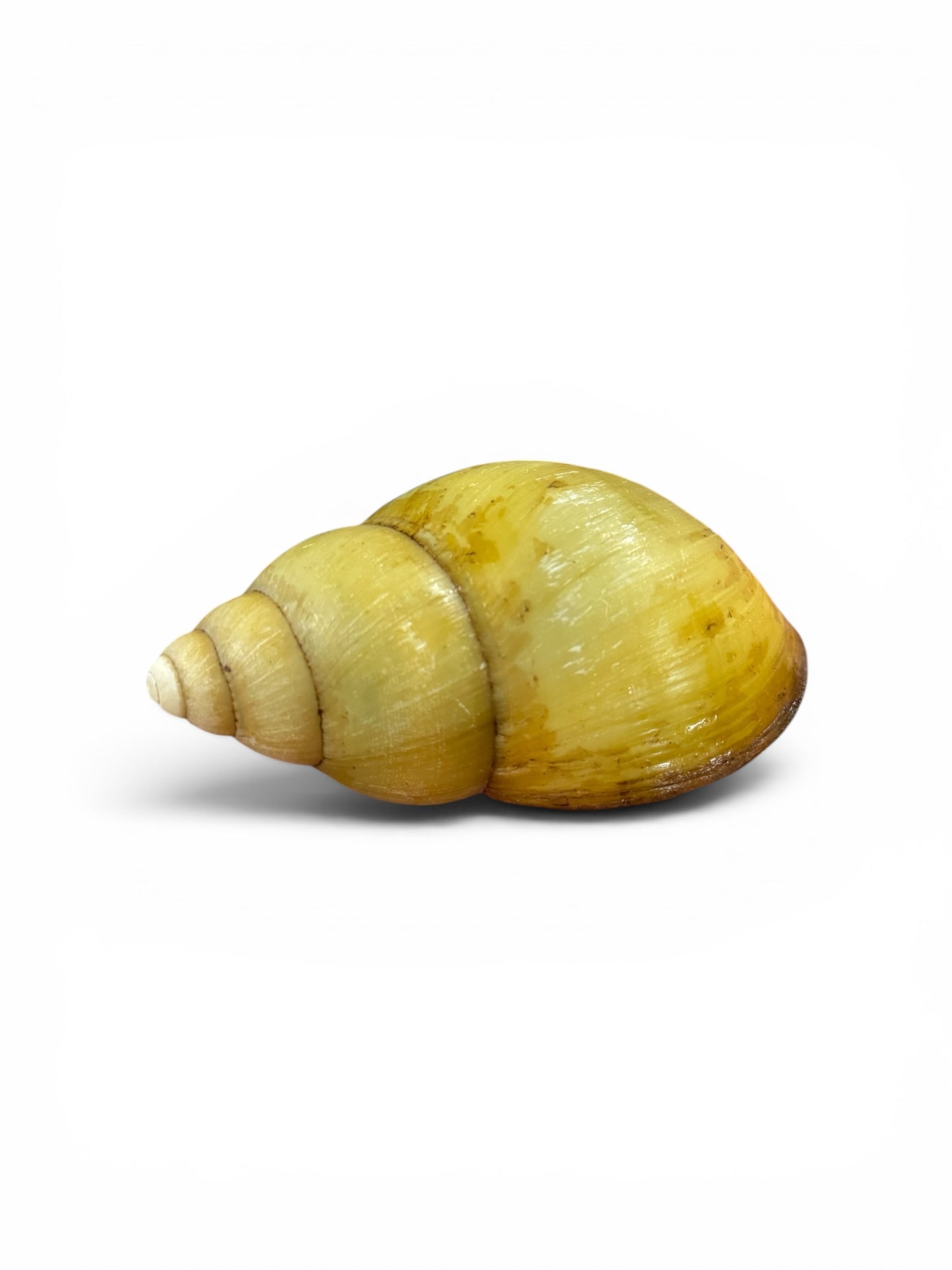 Archachatina marginata ovum Vollalbino 10-12cm Hauslänge