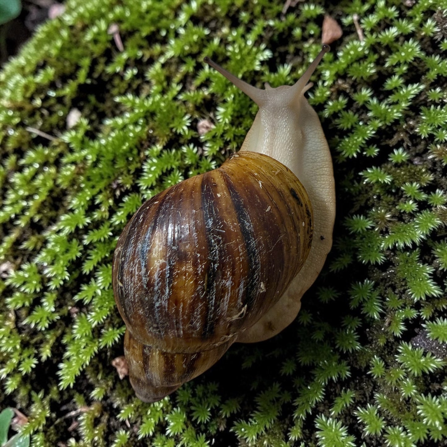 Archachatina marginata ovum Acromelanic 7-9cm Hauslänge