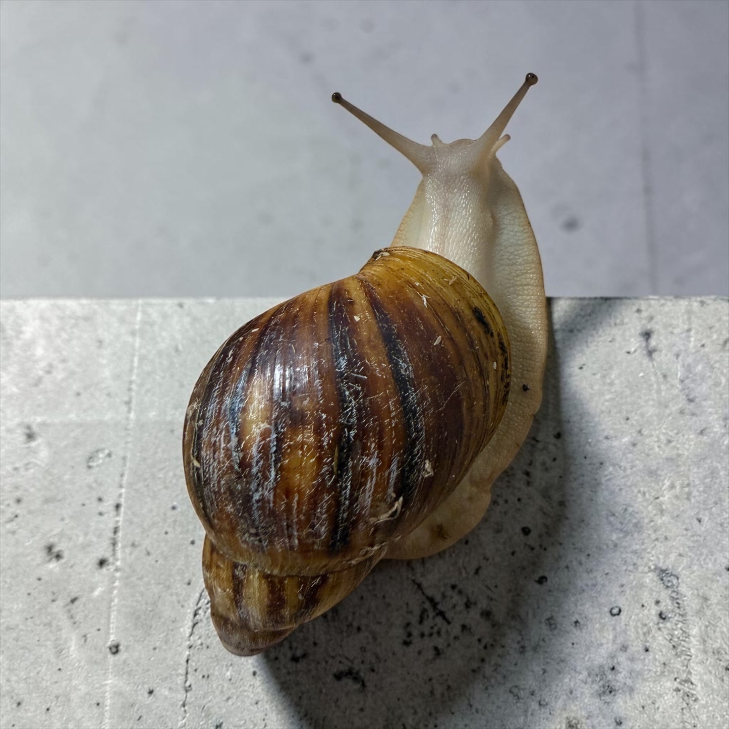 Archachatina marginata ovum Acromelanic 7-9cm Hauslänge