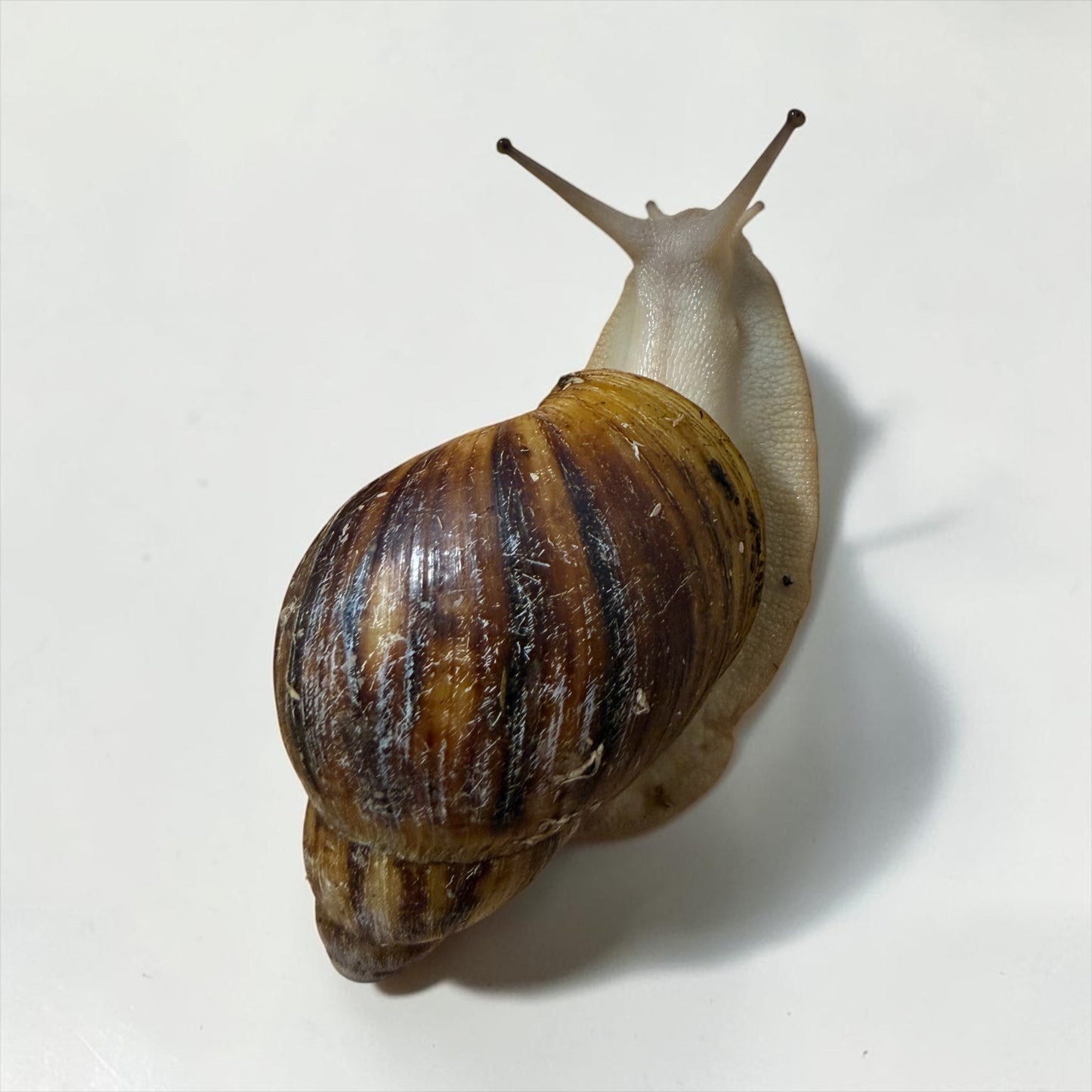 Archachatina marginata ovum Acromelanic 7-9cm Hauslänge