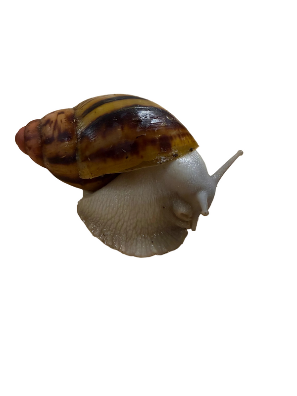 Archachatina marginata suturalis Silver Body 8cm+