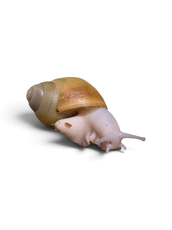 Archachatina marginata ovum leucist Albina