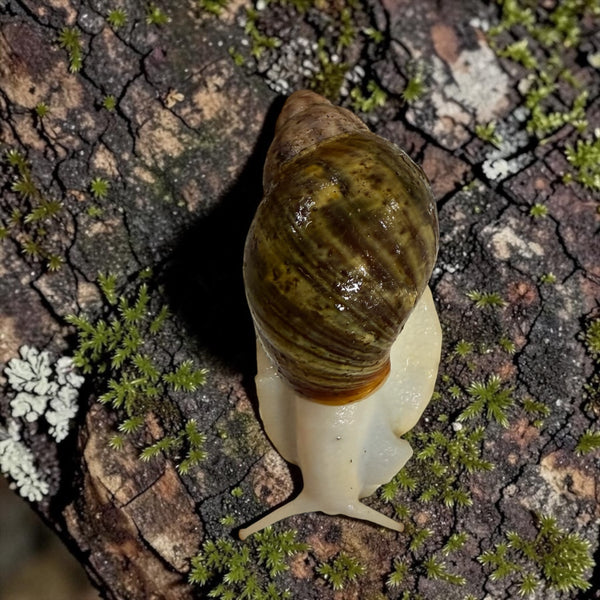 Archachatina Purpurea Albino Body 6-9cm Hauslänge