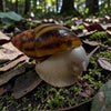 Archachatina marginata suturalis Silver Body 8cm+