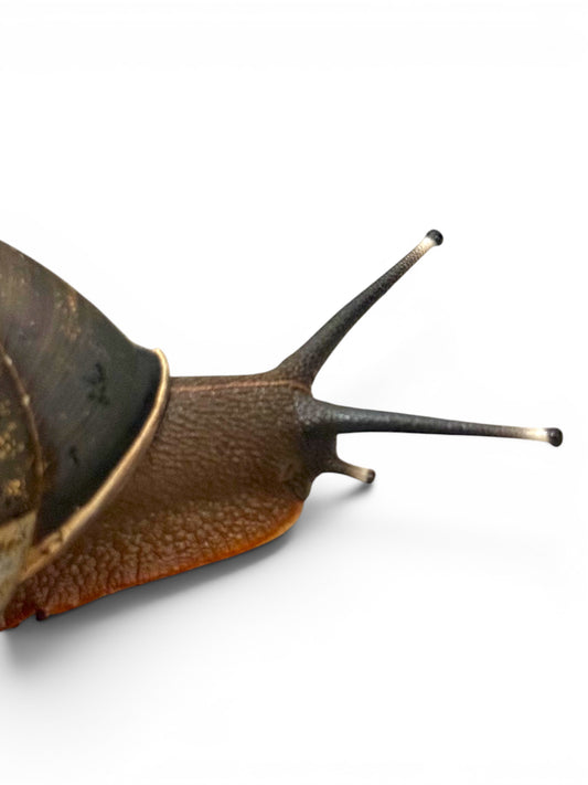 Caracolus excellens Dominican Republic