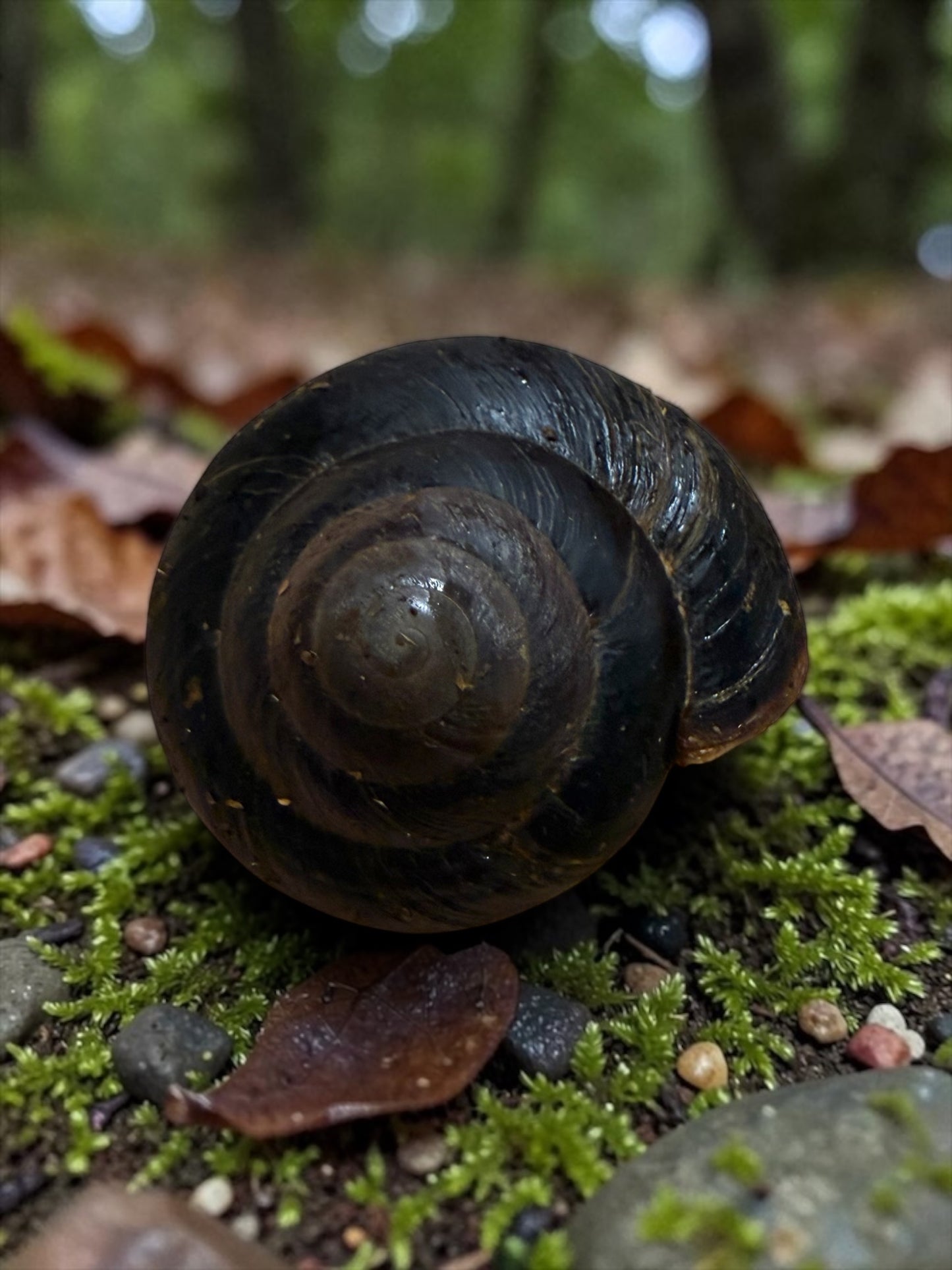 Caracolus excellens Dominican Republic adult